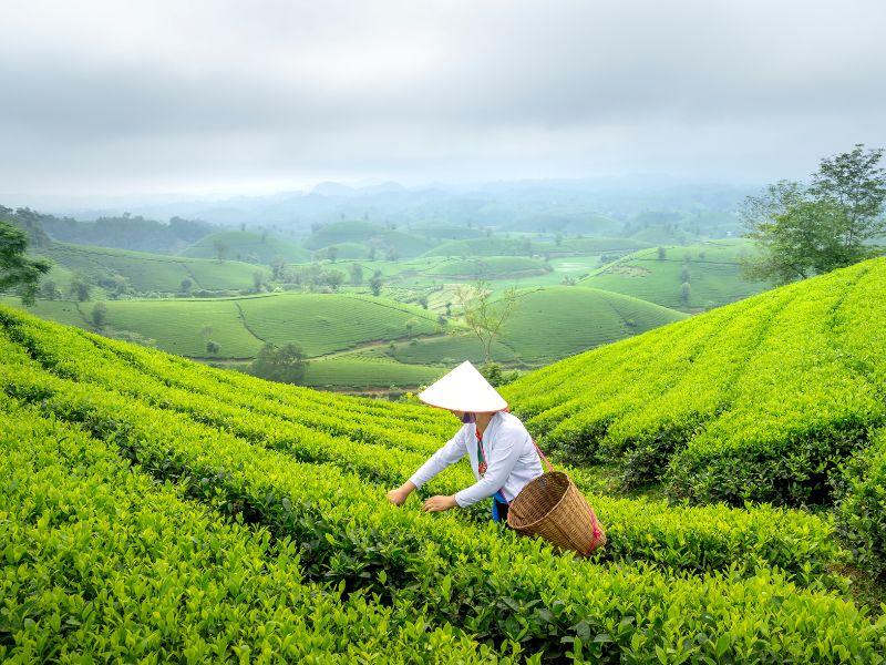 嘉義茶行推薦