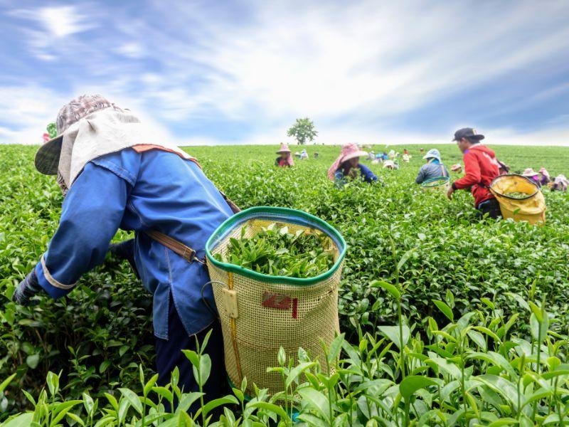 嘉義茶行推薦