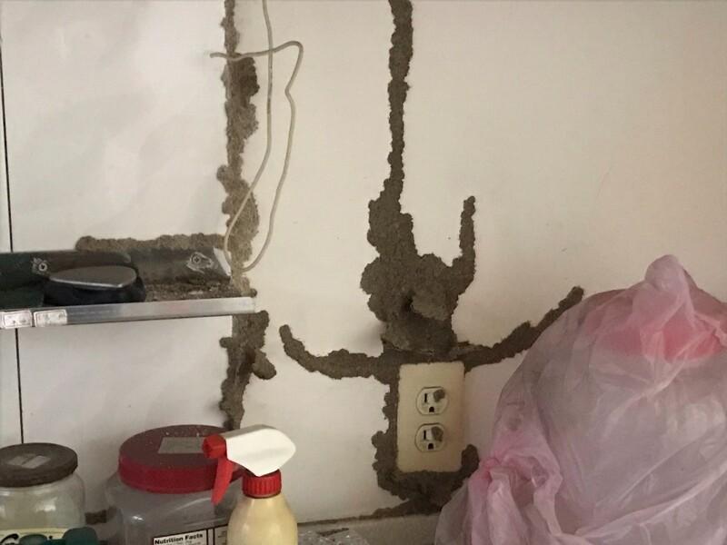 高雄白蟻危機