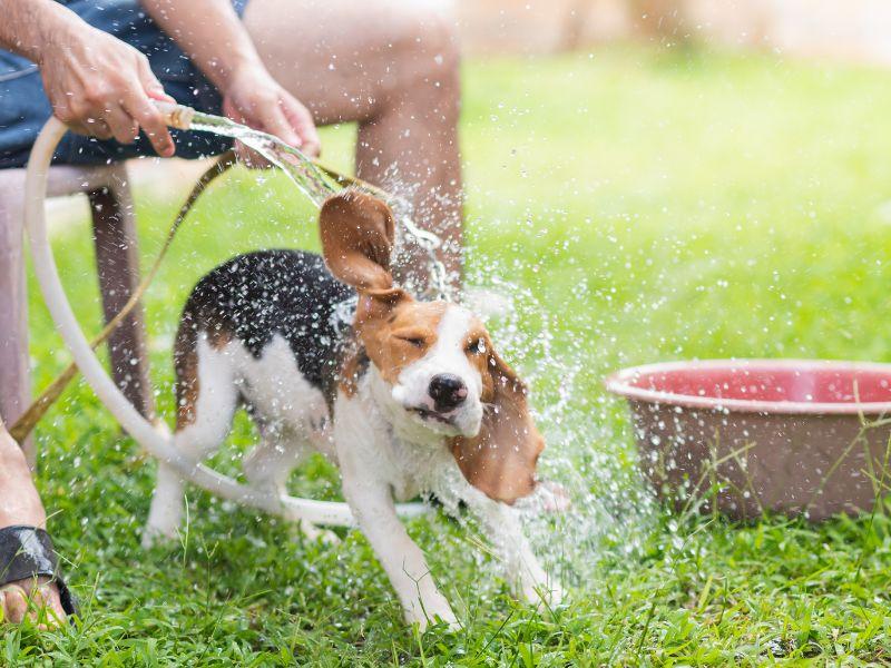 台北寵物美容推薦