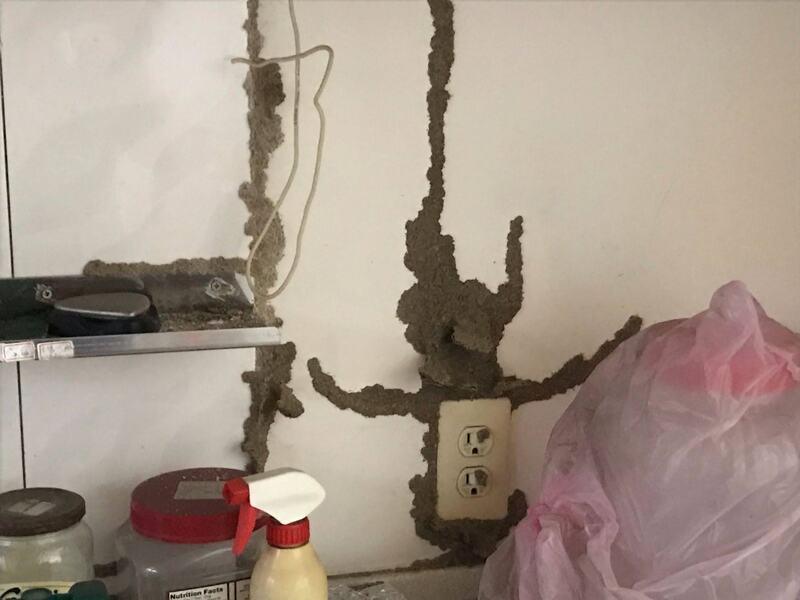 高雄白蟻滅巢餌站
