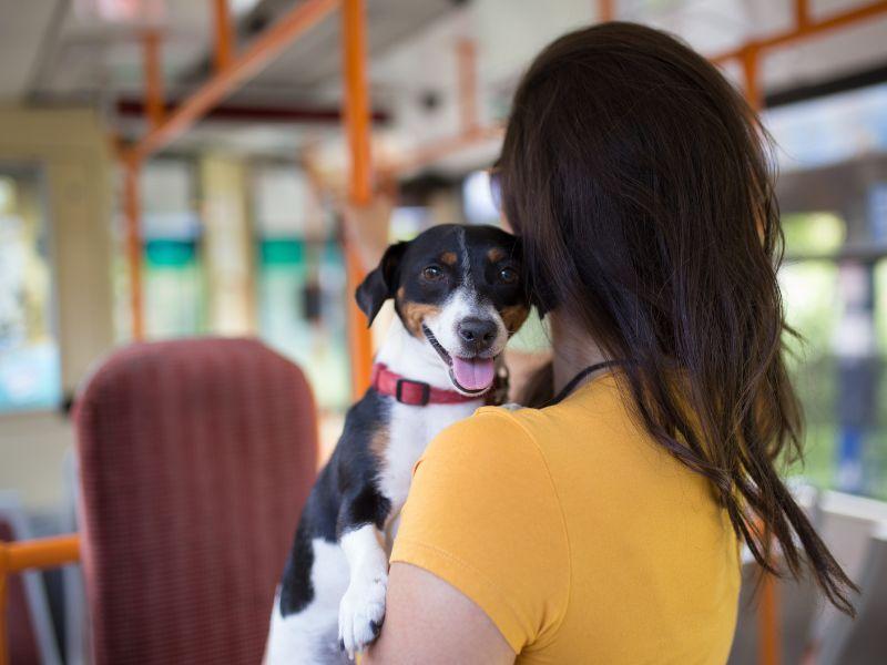 寵物照護懶人包