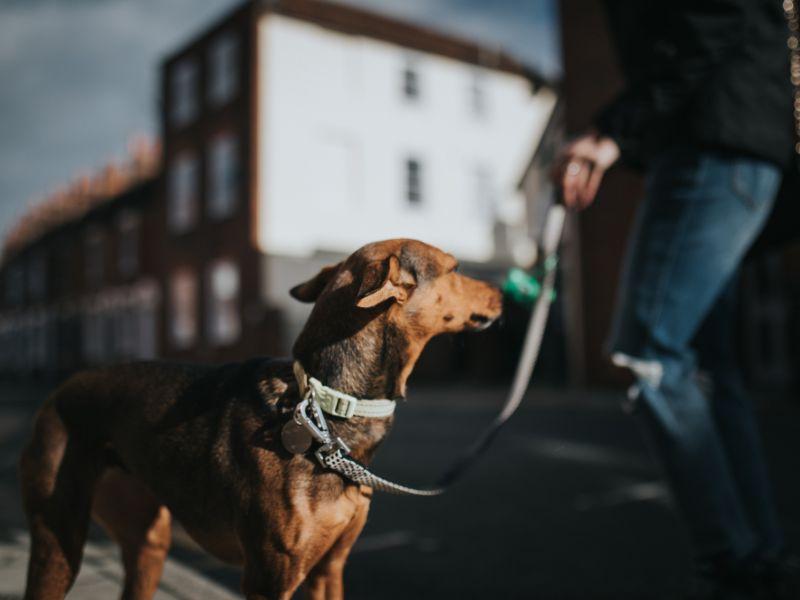 花蓮寵物友善民宿