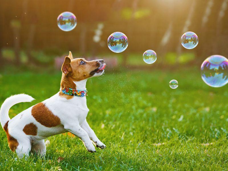 台北寵物安親推薦