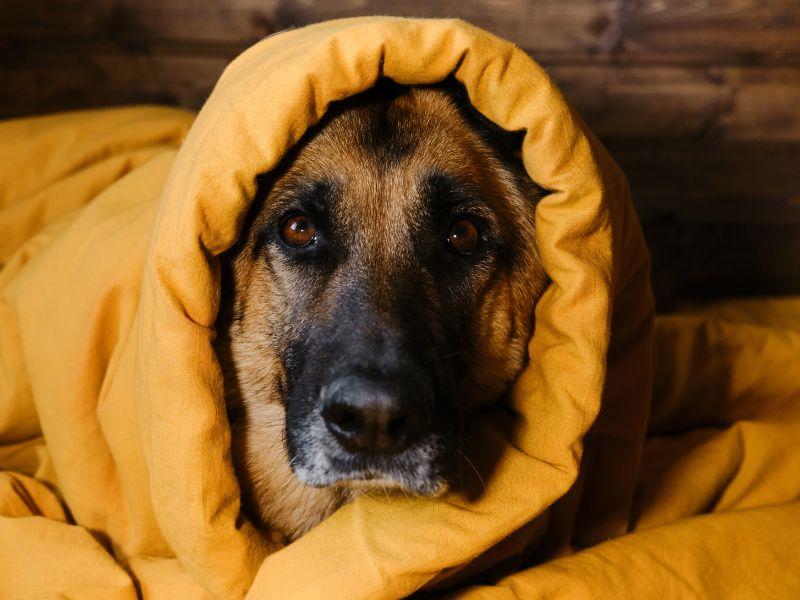台中寵物安親推薦